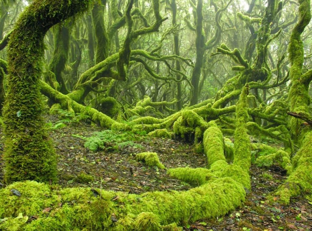 El Cedro